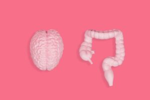 Detailed,Body-toned,Brain,And,Intestine,Models,Arranged,On,A,Lively