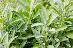 Sage,Plant,Grows,In,The,Garden.,Green,Herbal,Sage,Leaves,